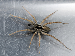 Pardosa zonsteini