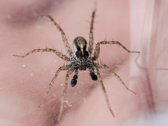 Pardosa zonsteini