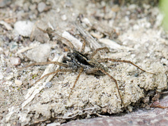 Pardosa zonsteini