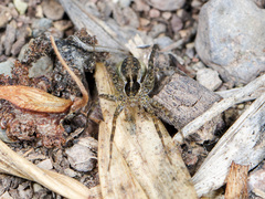 Pardosa zonsteini