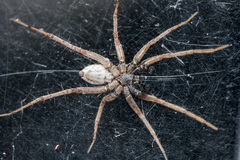 Pardosa zonsteini