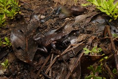 Pseudophryne bibronii