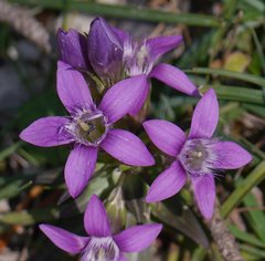 Gentianella aspera