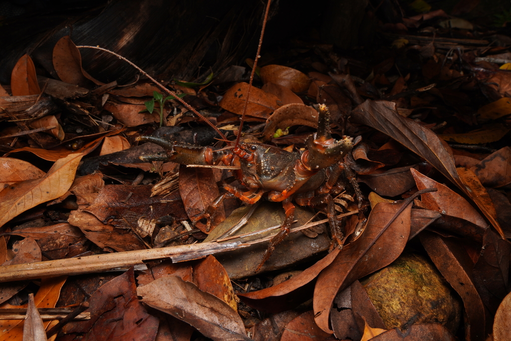Euastacus monteithorum