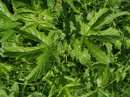 Filipendula stepposa