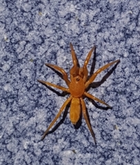 Caponia