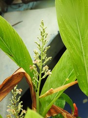 Hedychium gardnerianum