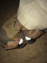 Ischyja ebusa