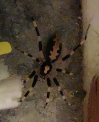 Ceryerda cursitans