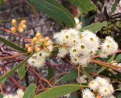 Eucalyptus porosa
