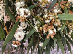 Eucalyptus porosa