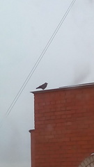 Corvus monedula