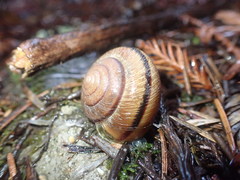 Helminthoglypta exarata