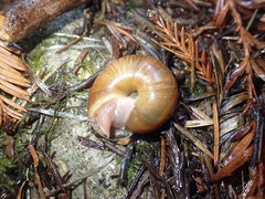 Helminthoglypta exarata