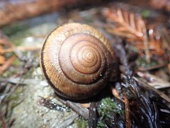 Helminthoglypta exarata