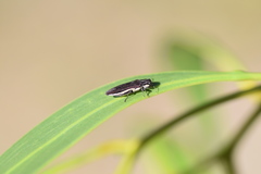 Agrilus hypoleucus