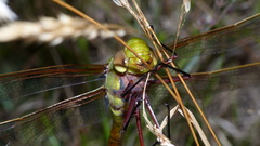 Anax speratus