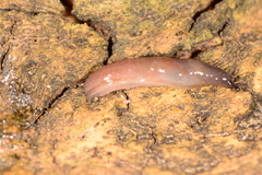 Pallifera pilsbryi