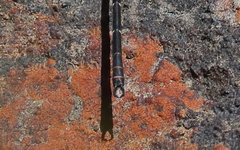 Austroargiolestes christine