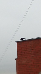 Corvus monedula