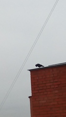 Corvus monedula