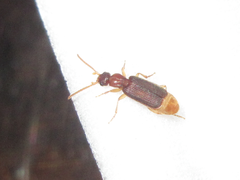 Carabidae
