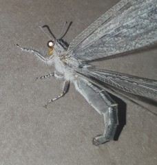 Heoclisis fundata