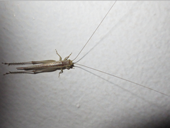 Orthoptera
