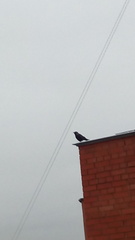 Corvus monedula