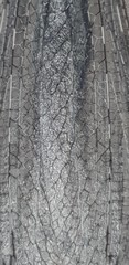 Heoclisis fundata