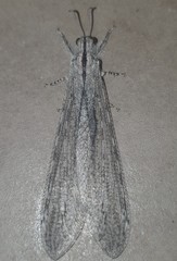 Heoclisis fundata