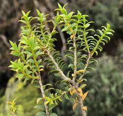 Melaleuca acuminata
