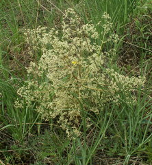Trinia multicaulis