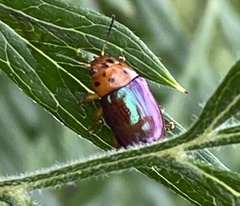 Platymela sticticollis