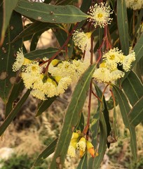 Eucalyptus socialis