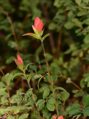Castilleja nelsonii