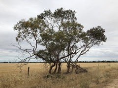 Eucalyptus socialis