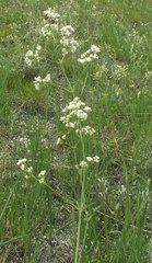 Galium octonarium