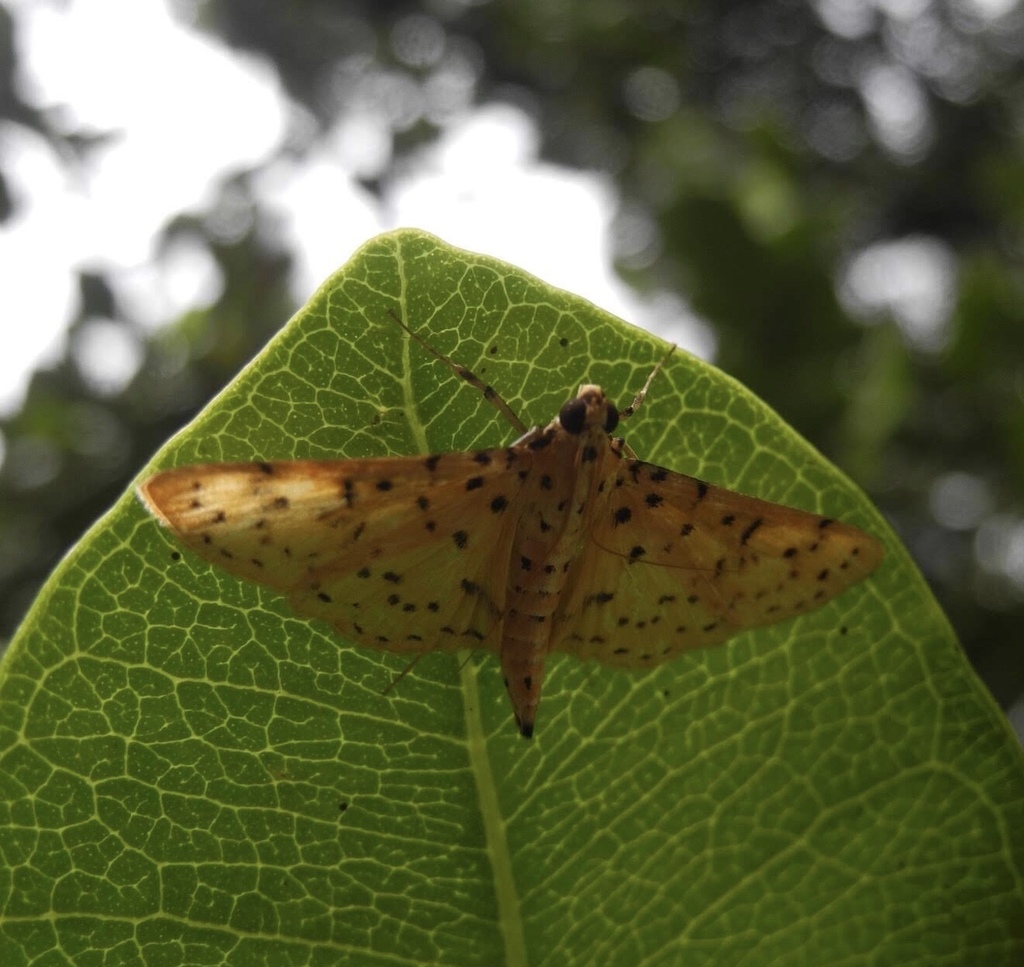 Conogethes sahyadriensis