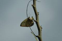Ganyra