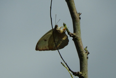 Ganyra