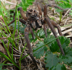 Tasmanicosa godeffroyi