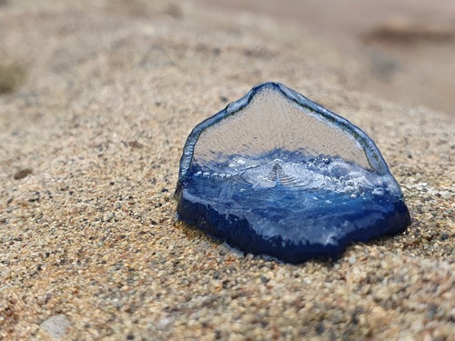 photo of By-the-wind Sailor (Velella velella)