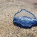 photo of By-the-wind Sailor (Velella velella)