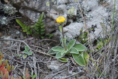 Craspedia uniflora maritima