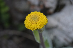 Craspedia uniflora maritima