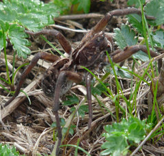 Tasmanicosa godeffroyi