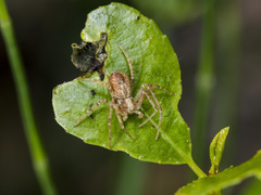 Philodromus cespitum
