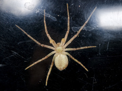 Philodromus cespitum