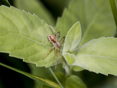 Philodromus cespitum